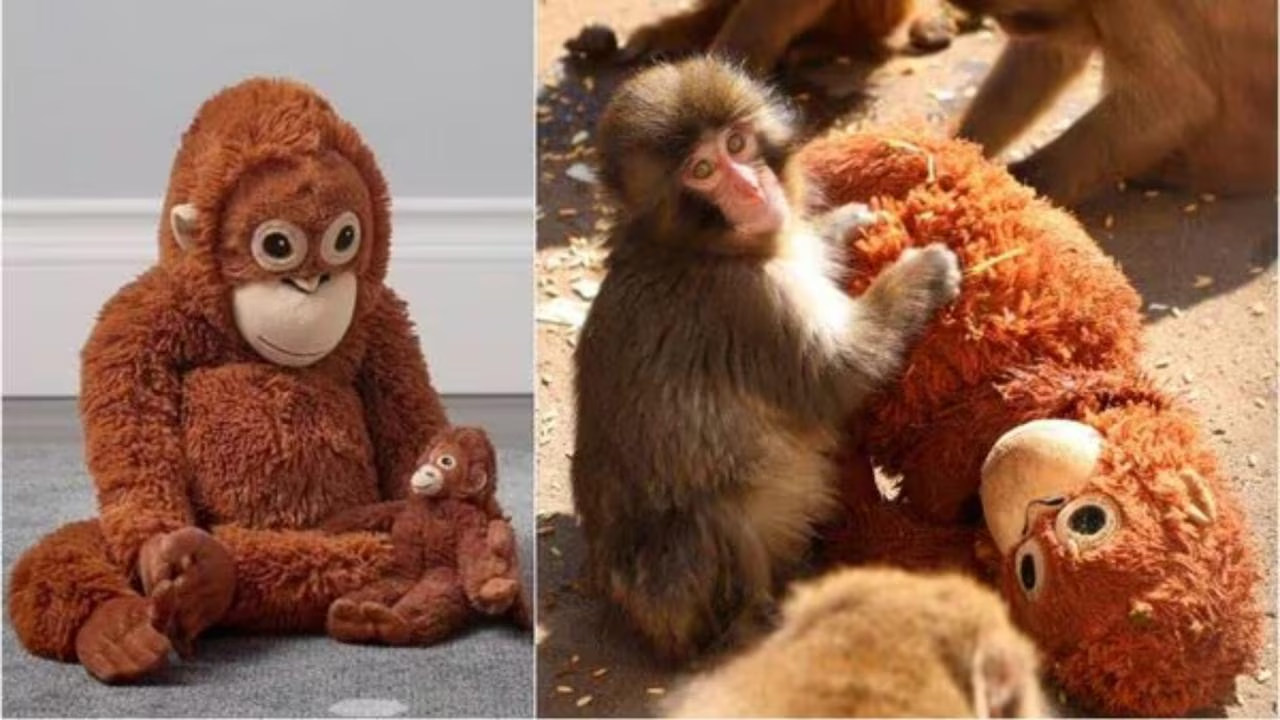 Japan Punch Baby Monkey: Ichikawa City Zoo का नन्हा हीरो, Punch की भावुक कहानी