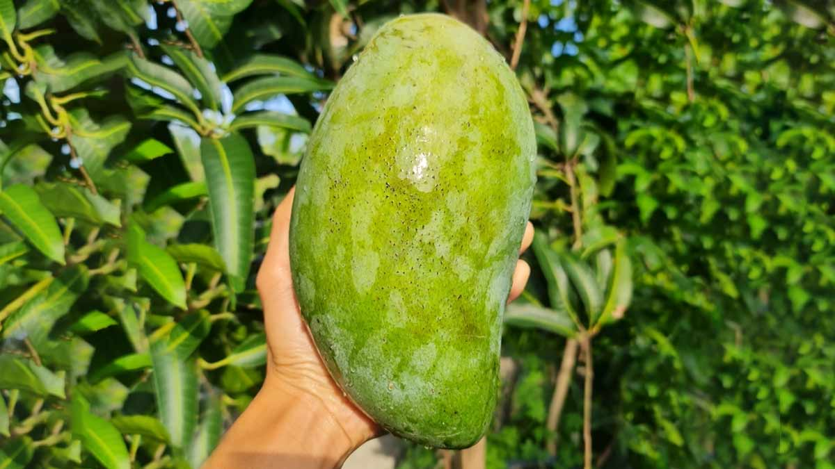 भारत में आम की अनोखी दुनिया: नूरजहां से फजली तक, जानिए 6 दुर्लभ और खास किस्में